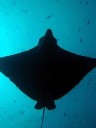 an eagle ray at Blue Corner; she showed up at the end of ... by Edmond Gozo 